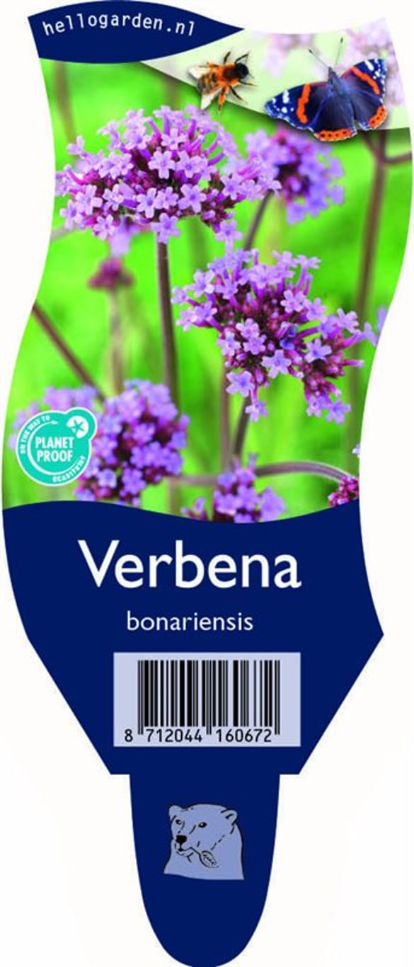 Verbena bonariensis - P11